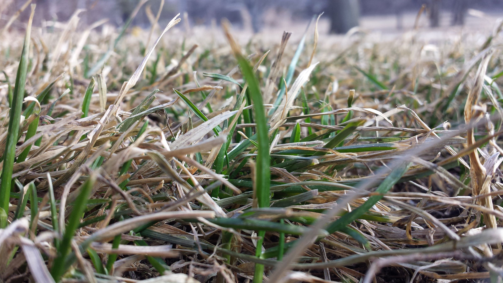 Spring Dormant Grass in March Omaha Organics Lawn Maintenance